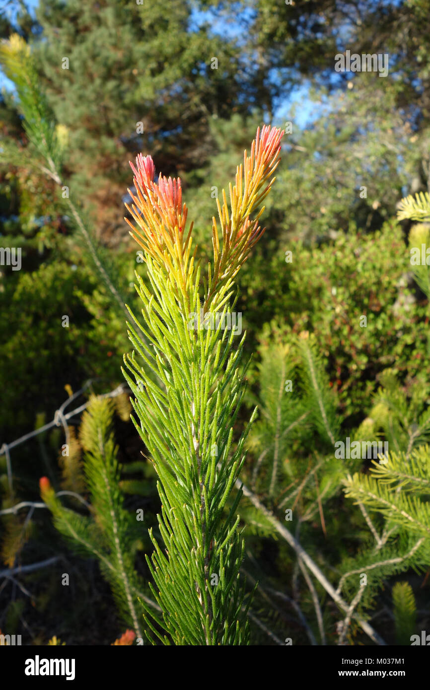 Calothamnus quadrifidus, communément connu sous le nom de broussailles à un côté, est une plante australienne originaire du jardin botanique de San Luis Obispo, connu pour ses grappes de fleurs rouges distinctives. Banque D'Images