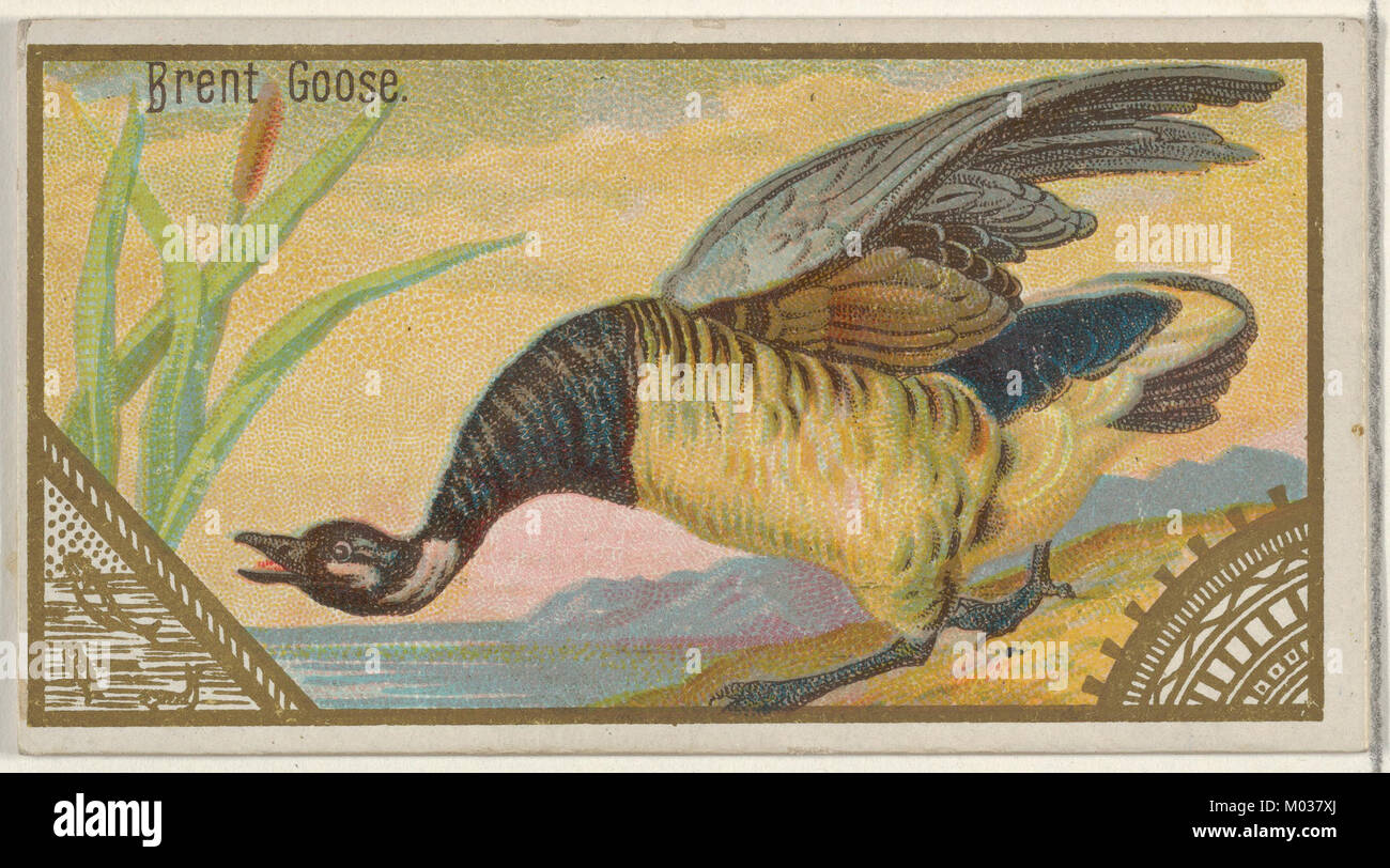 Le Brent Goose est présenté dans la série Game Birds (N13) produite par Allen & Ginter pour leur marque de cigarettes. Cette carte fait partie d'un ensemble de collection de la fin du XIXe siècle. Banque D'Images
