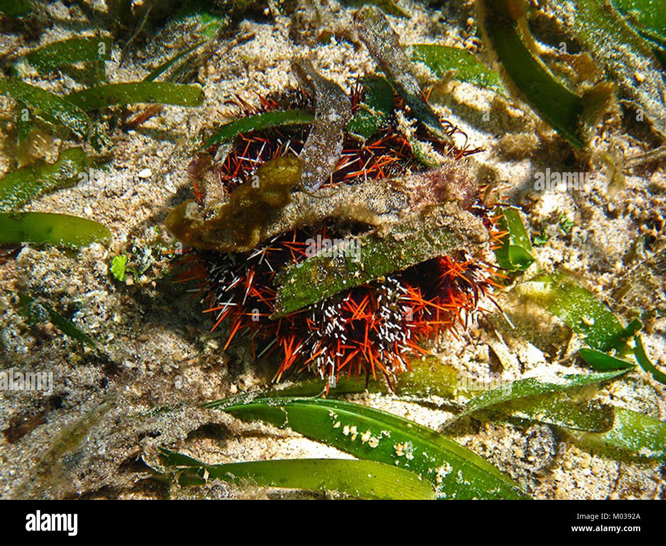 Oursin De Gateau Banque D Image Et Photos Alamy