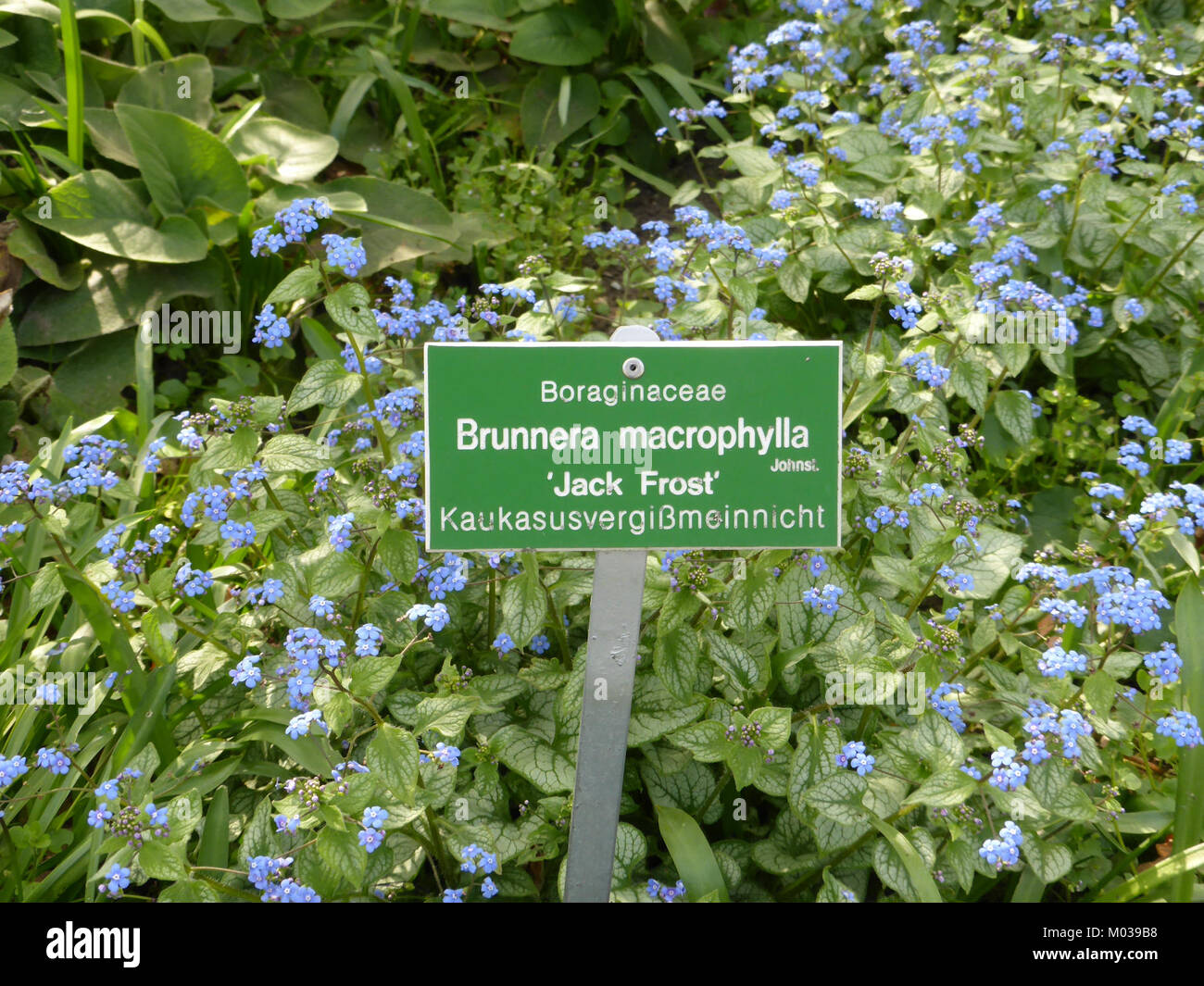 Une photographie de Brunnera macrophylla, communément connue sous le nom de Bugloss sibérien ou faux Forget-me-not. L'image capture les feuilles en forme de cœur de la plante et les petites fleurs bleu vif, typiques du début du printemps. Banque D'Images
