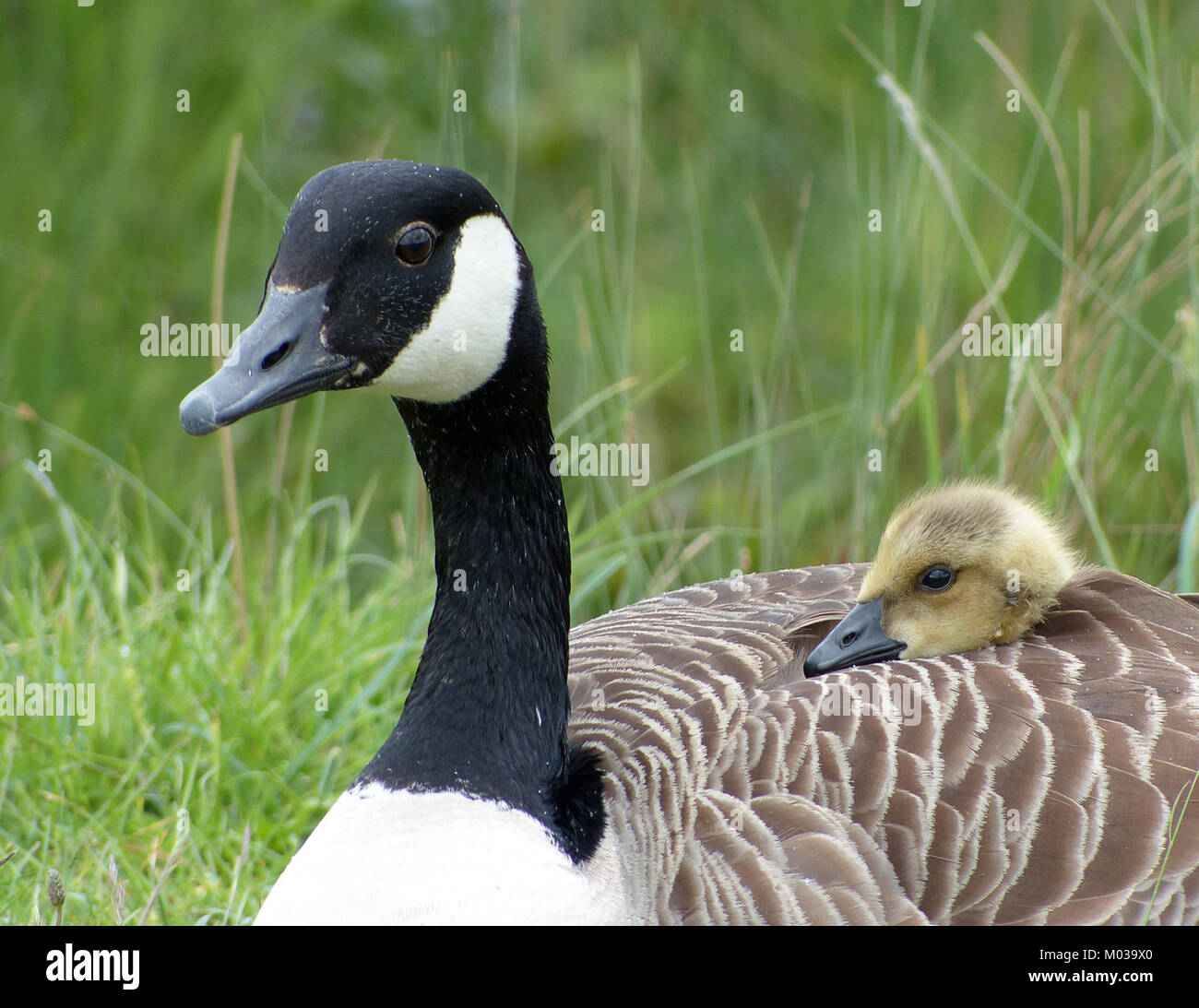 Une photographie capturant une oie du Canada avec un gosling perché sur son dos. Cette scène représente le comportement nourrissant des oies et leur rôle dans l'écologie de la faune. Banque D'Images