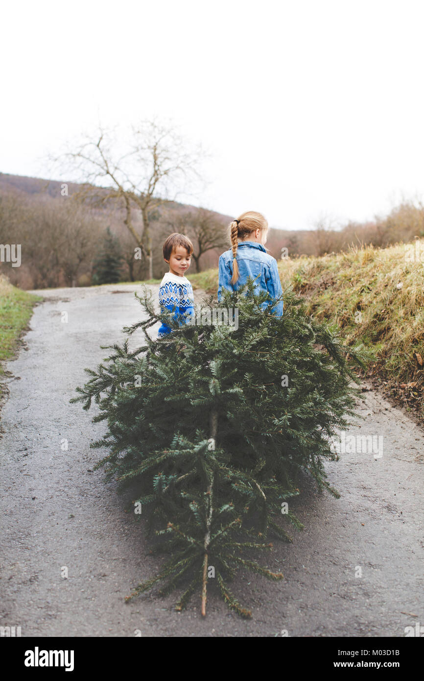 Frère et soeur sont tirant un vieux sapin de Noël dehors pour knut en janvier Banque D'Images