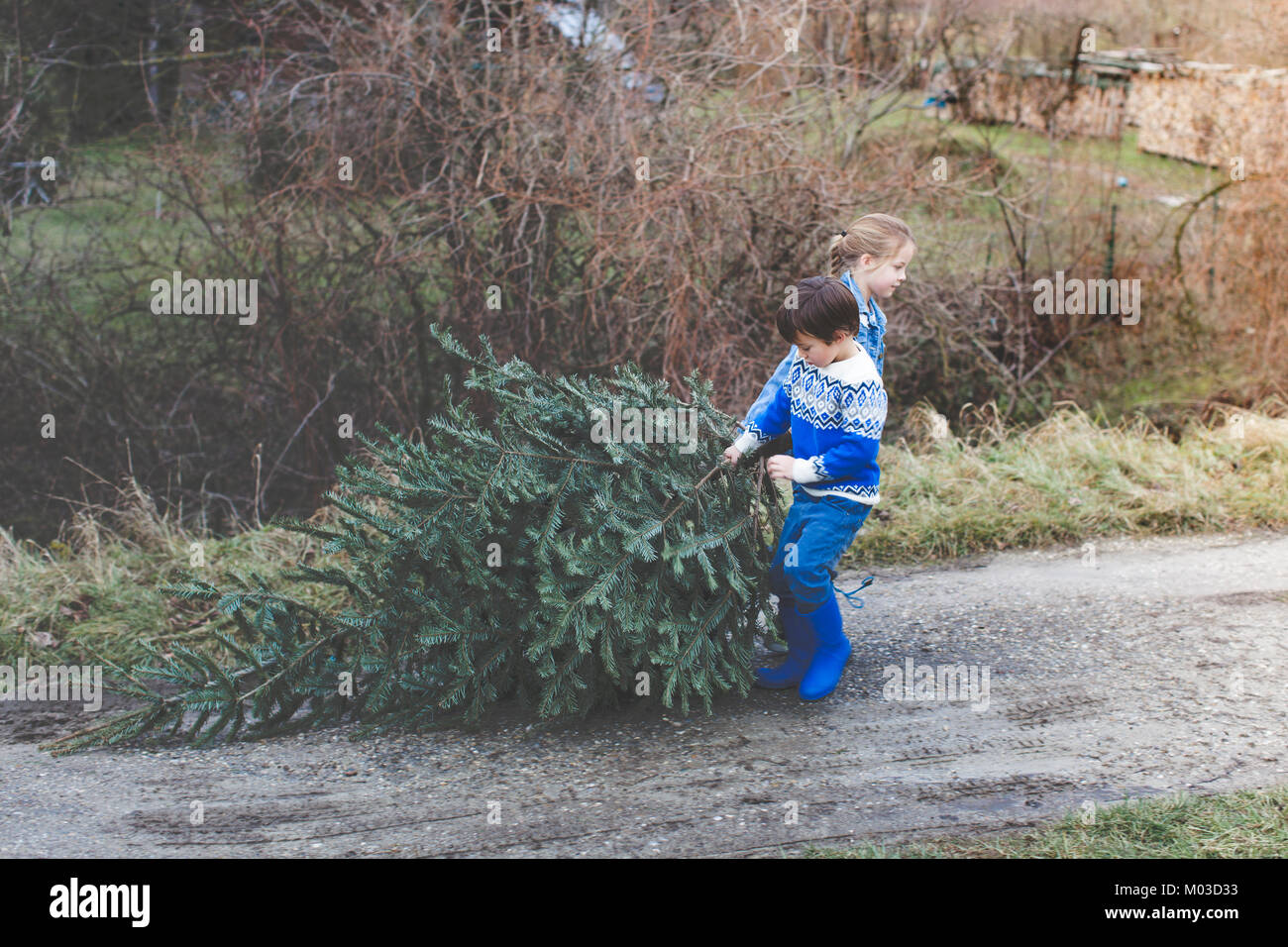 Frère et soeur sont tirant un vieux sapin de Noël dehors pour knut en janvier Banque D'Images