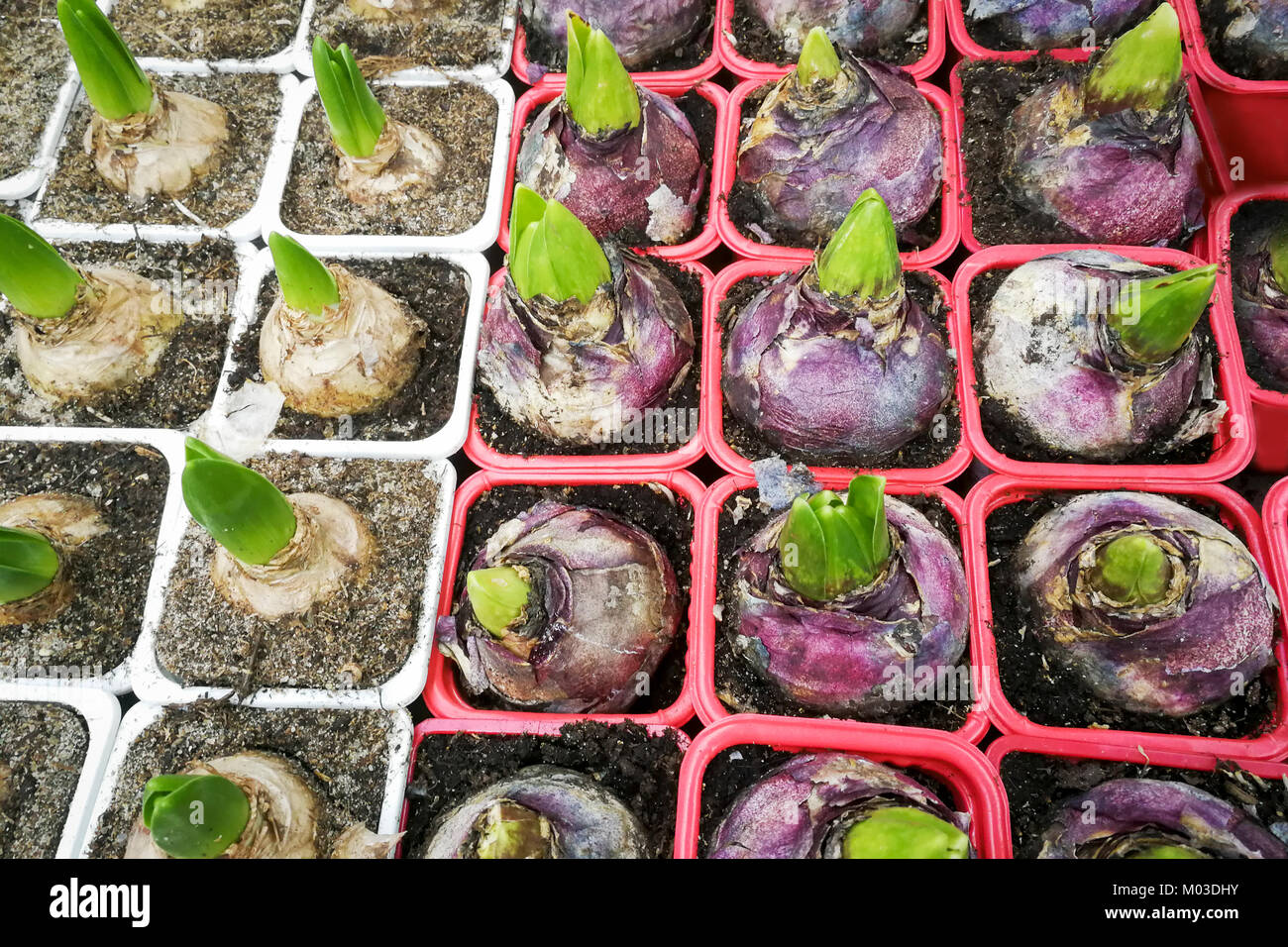 Groupe de plantes à bulbe germé, jacinthes, tulipes en pots , dans la boutique , dans les émissions télévision,lay Photo Stock - Alamy