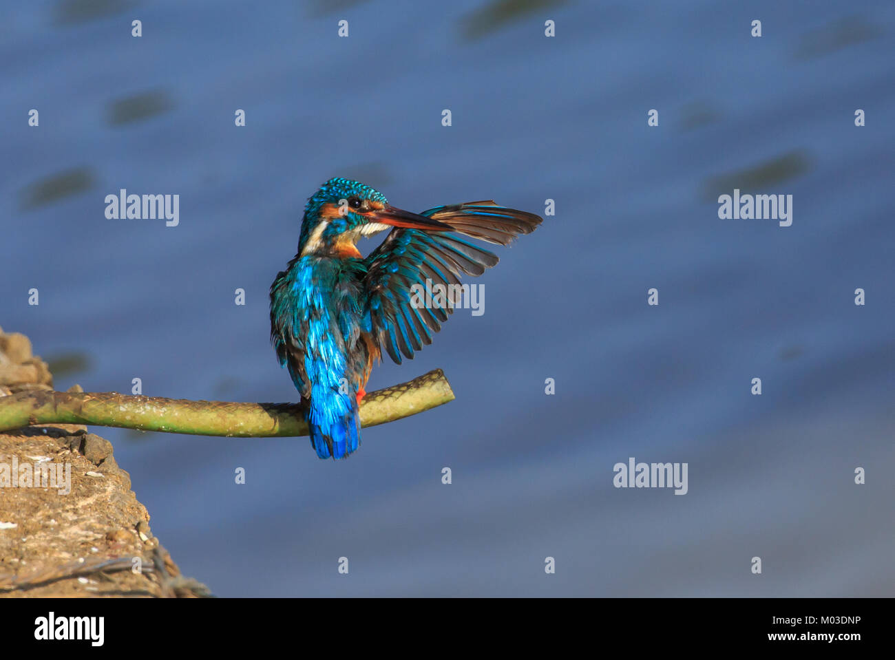 La common kingfisher aussi connu sous le nom de kingfisher eurasien, et rivière, Kingfisher Kingfisher est un petit avec sept sous-espèces reconnues dans ses w Banque D'Images