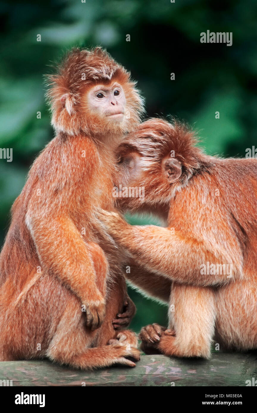Javan Langurs, paire grooming / (Trachypithecus auratus auratus auratus auratus), écureuil | Java-Haubenlanguren Banque D'Images