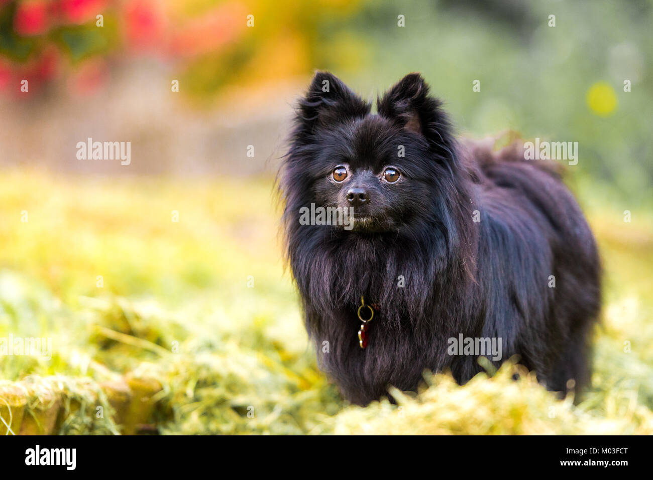 Pomeranian noir dans un jardin d'automne Banque D'Images