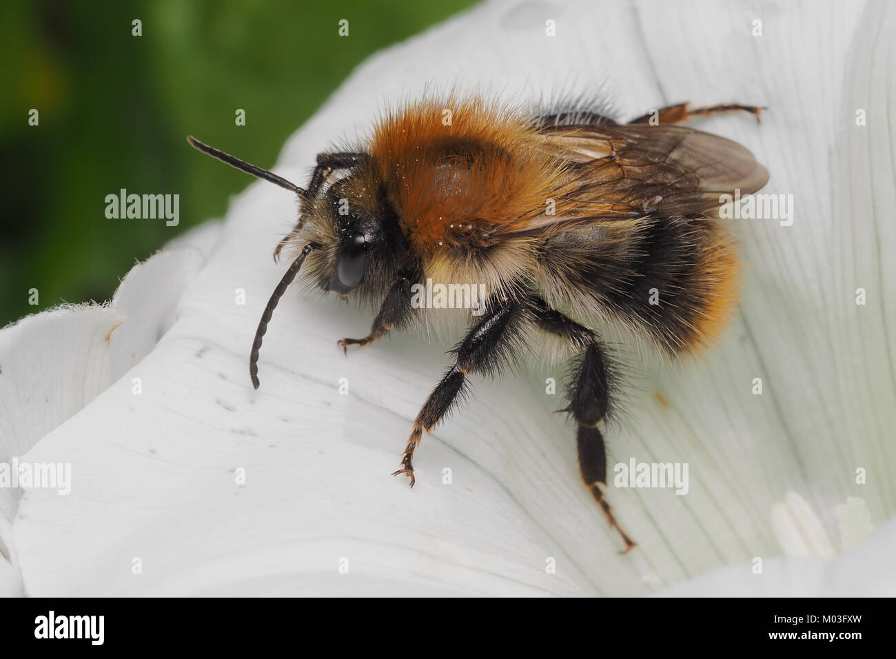 Carde commun Bee (Bombus pascuorum) à la découverte d'une fleur. Cahir, Tipperary, Irlande. Banque D'Images
