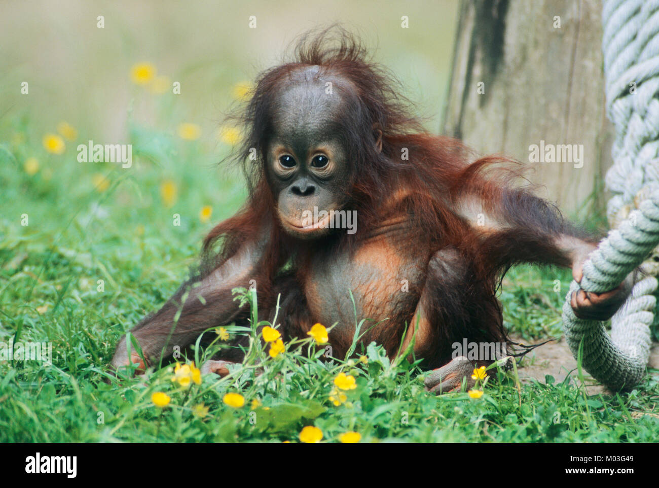 Les jeunes Orang / d'orangs-outans (Pongo pygmaeus pygmaeus) | Borneo Orang-Utan, Jungtier / (Pongo pygmaeus pygmaeus) Banque D'Images