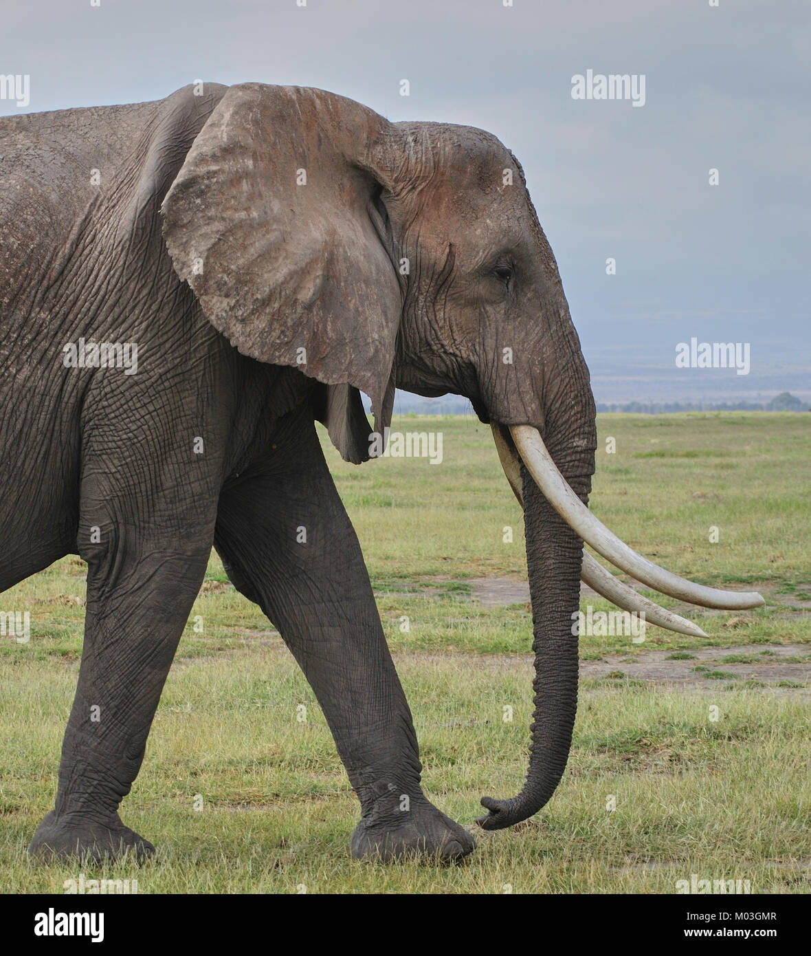 Photo de profil de l'éléphant africain (Loxodonta africana) avec de longues défenses gracieux. Amboseli. Au Kenya. Banque D'Images