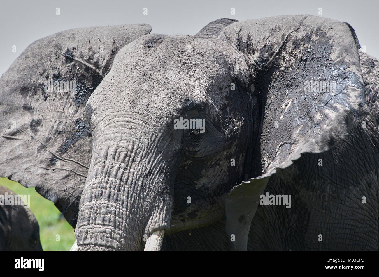 Close up of African Elephant (Loxodonts africana) clapote c'est oreilles. Amboseli. Au Kenya. Banque D'Images