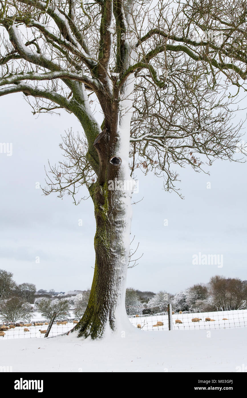 Fraxinus excelsior. Frêne dans la neige dans la campagne des Cotswolds. Cotswolds, Gloucestershire, Angleterre Banque D'Images