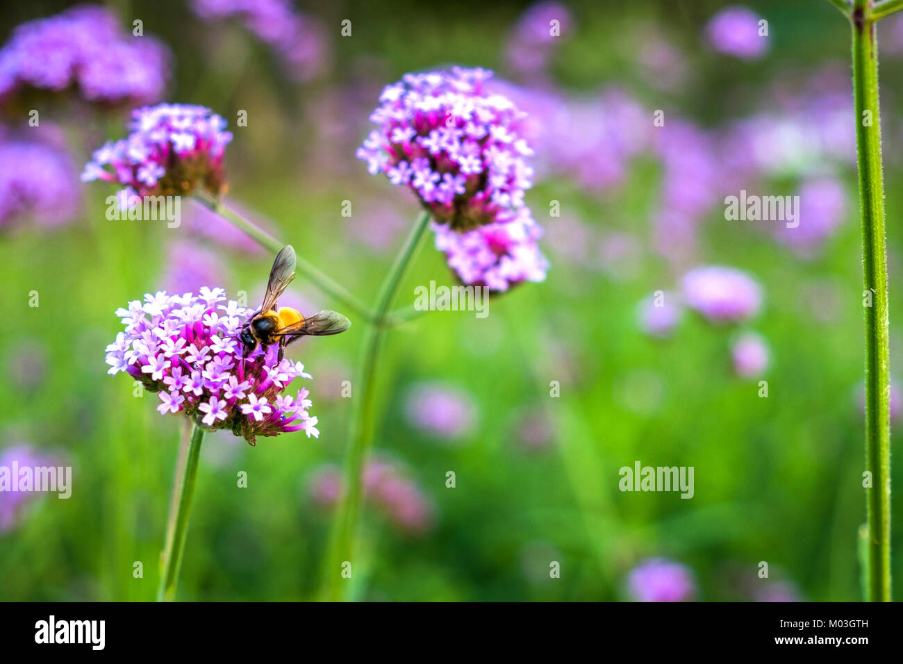 Verveine violette fleurs minuscules avec bee dans soleil du matin Banque D'Images