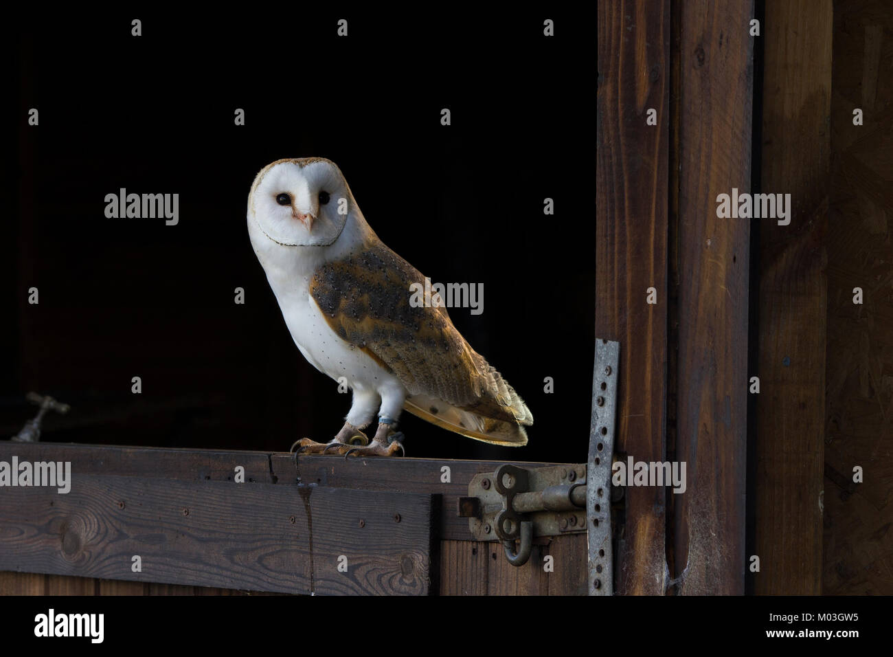 Barn Owl perché sur une porte de grange, Cornwall Banque D'Images