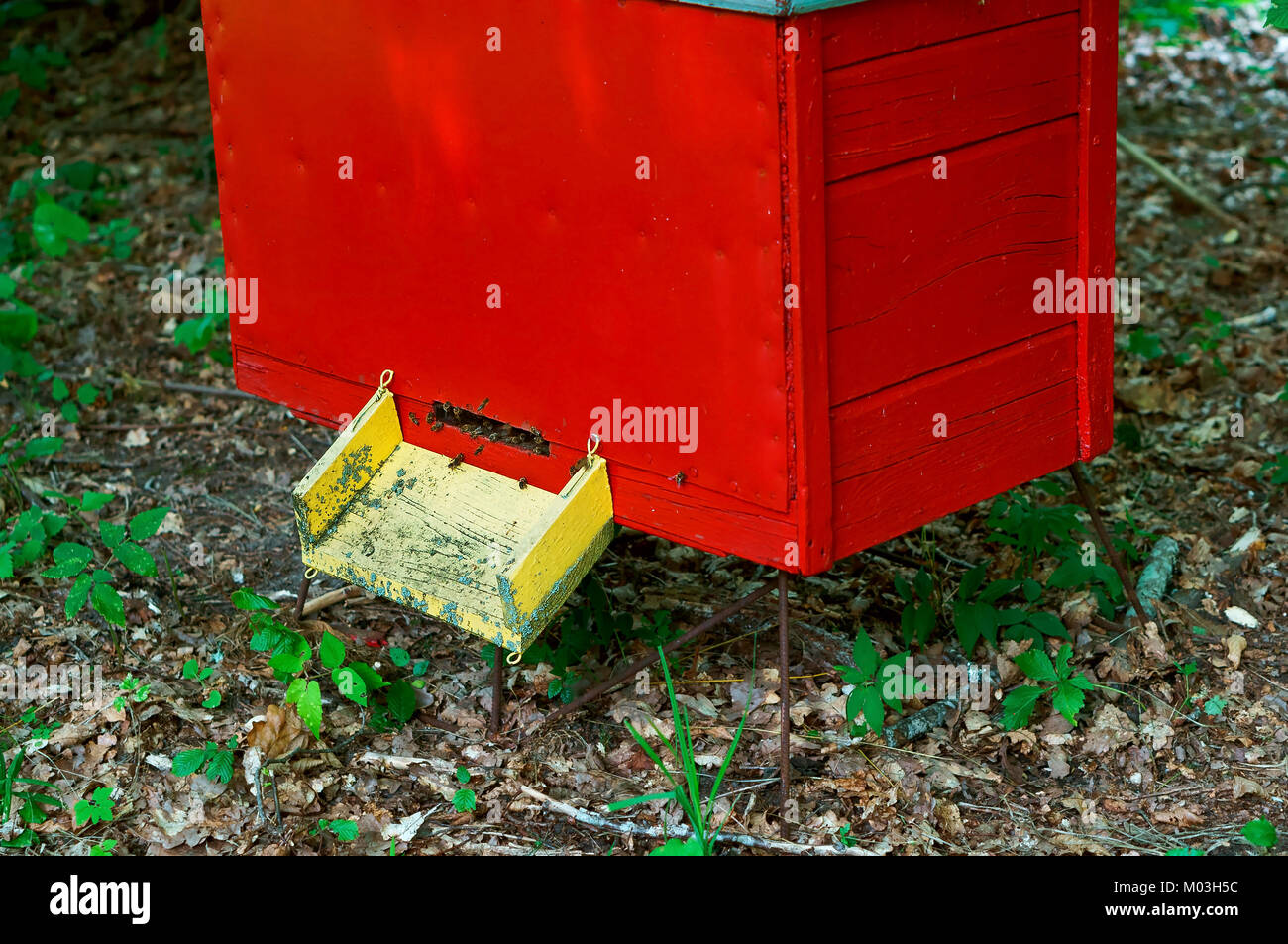 Rucher d'abeilles dans la forêt, les maisons d'abeilles abeille Miel forêt nature ferme Banque D'Images