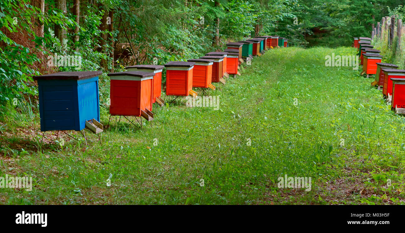 Rucher d'abeilles dans la forêt, les maisons d'abeilles abeille Miel forêt nature ferme Banque D'Images