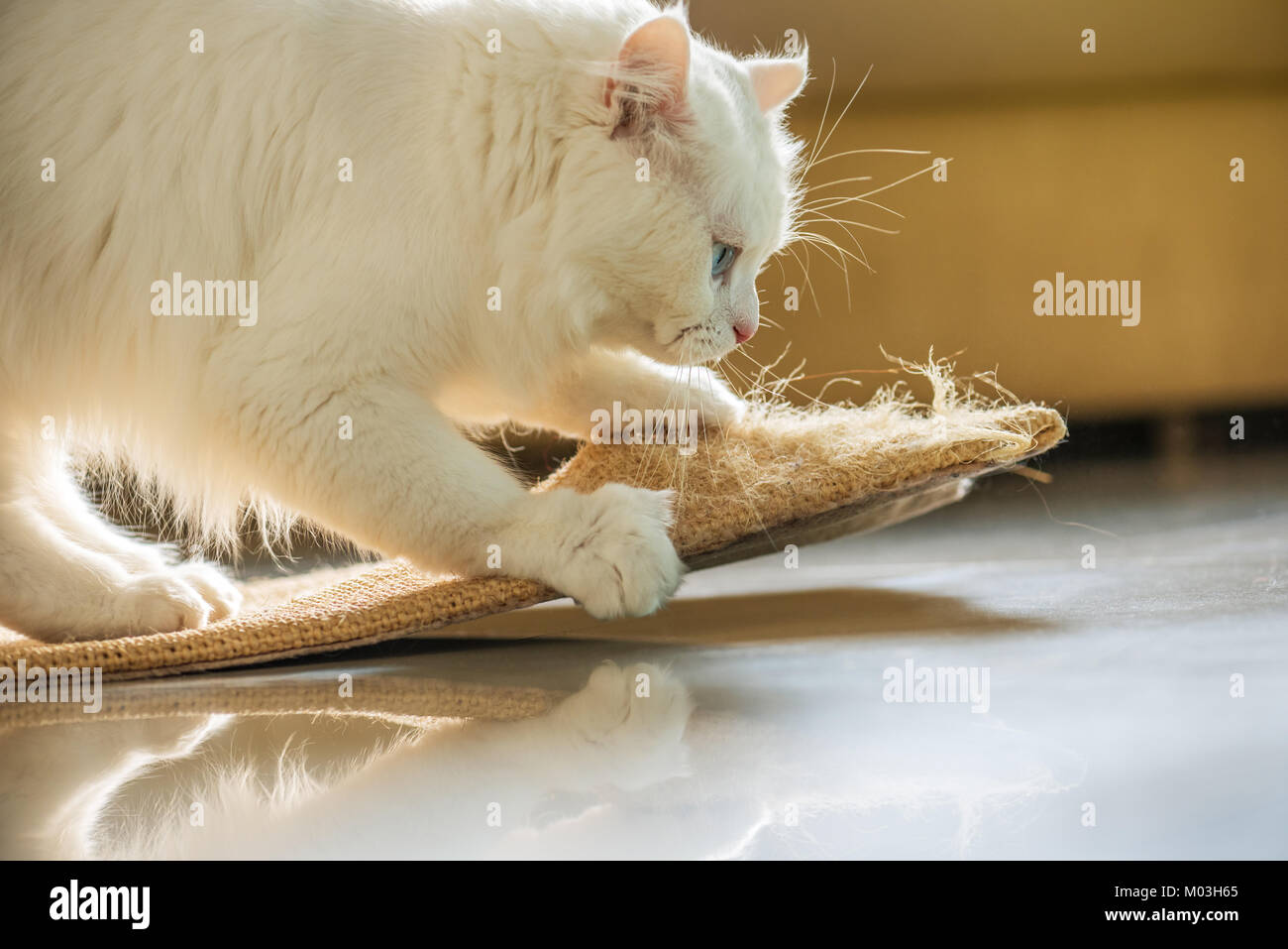 Beau chat persan blanc et à chat. Banque D'Images