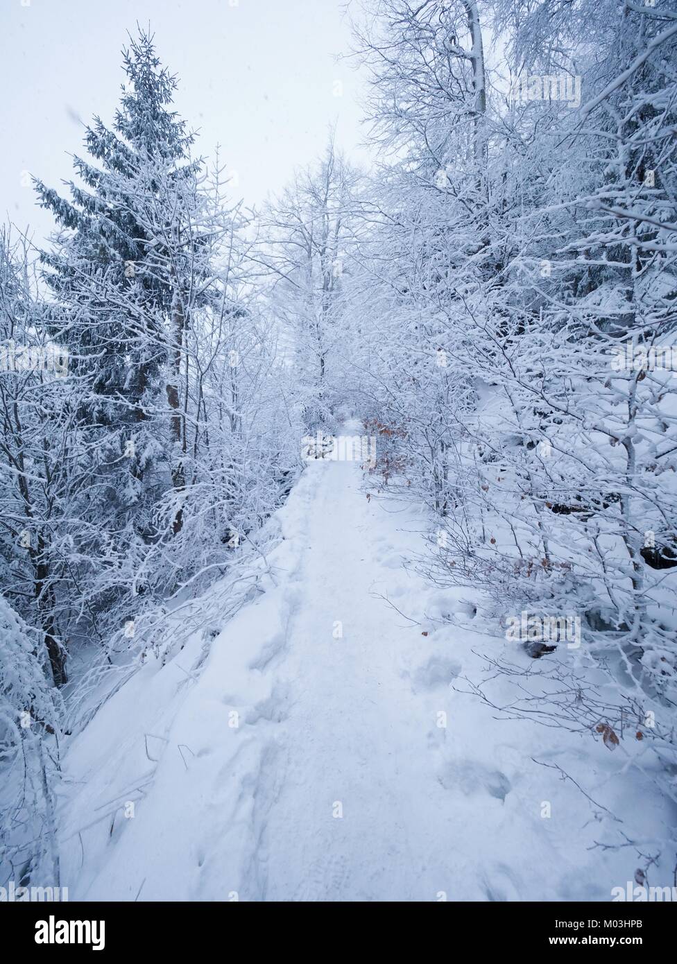 Forêt d'hiver tout en neige. Arbres enneigés dans l'obscurité et misty ...