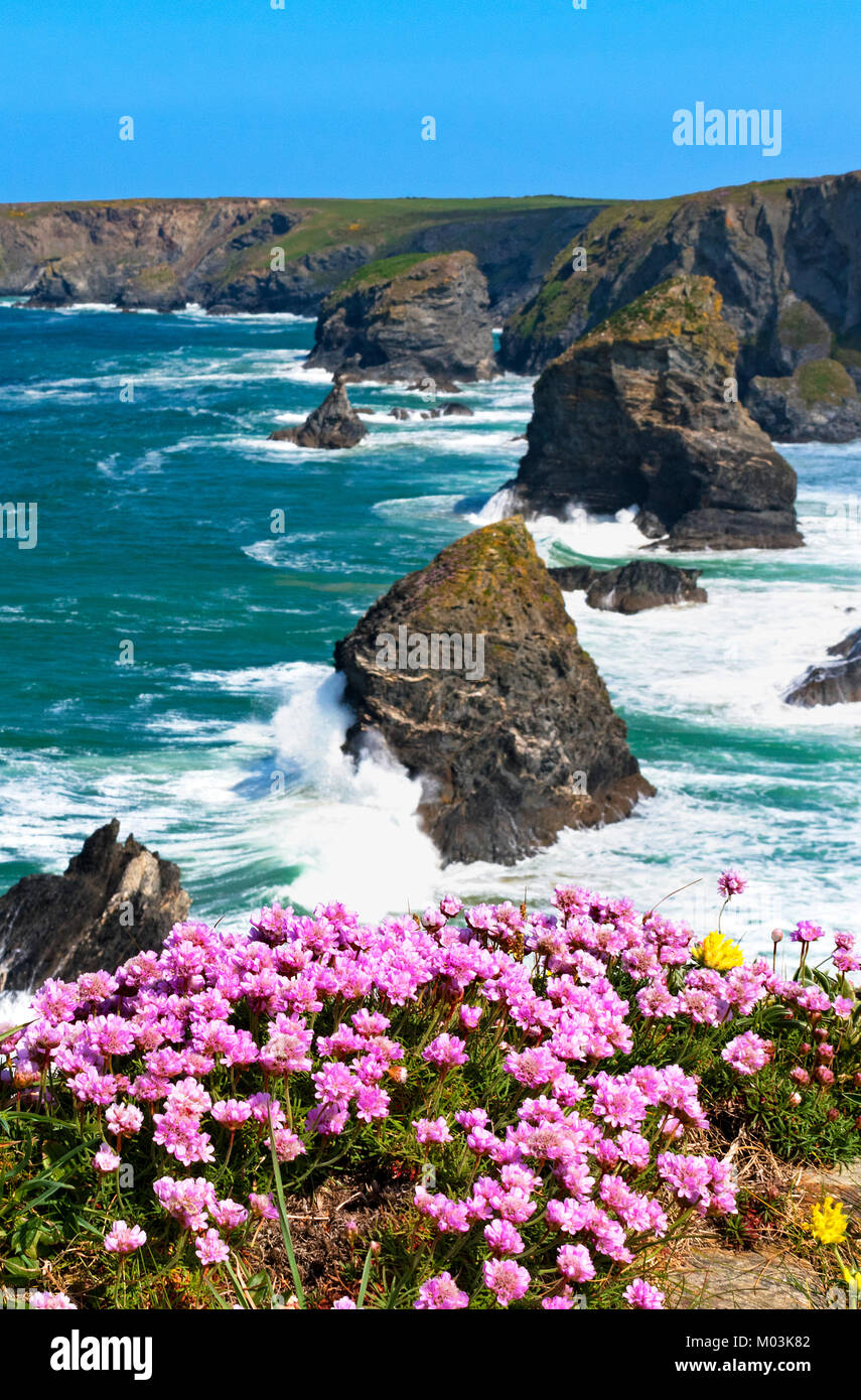 Thrift Armeria maritima la floraison sur la côte de Cornouailles près de bedruthan steps, Cornwall, Angleterre, Grande-Bretagne, Royaume-Uni. Banque D'Images