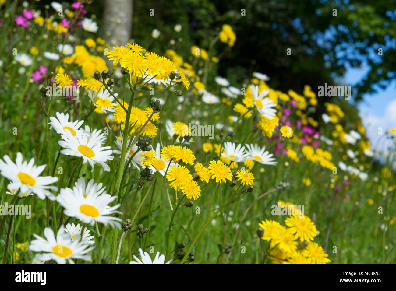 Fleurs sauvages d'été au bord de la route de plus en plus, en Angleterre, UK. Banque D'Images Fleurs sauvages d'été au bord de la route de plus en plus, en Angleterre, UK. Banque D'Images