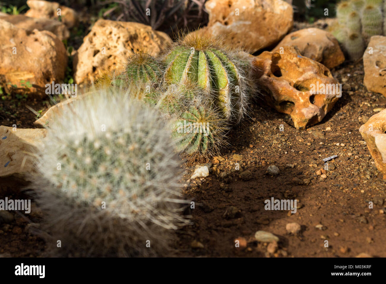 Cactus plantés dans le sol, gros plan Banque D'Images