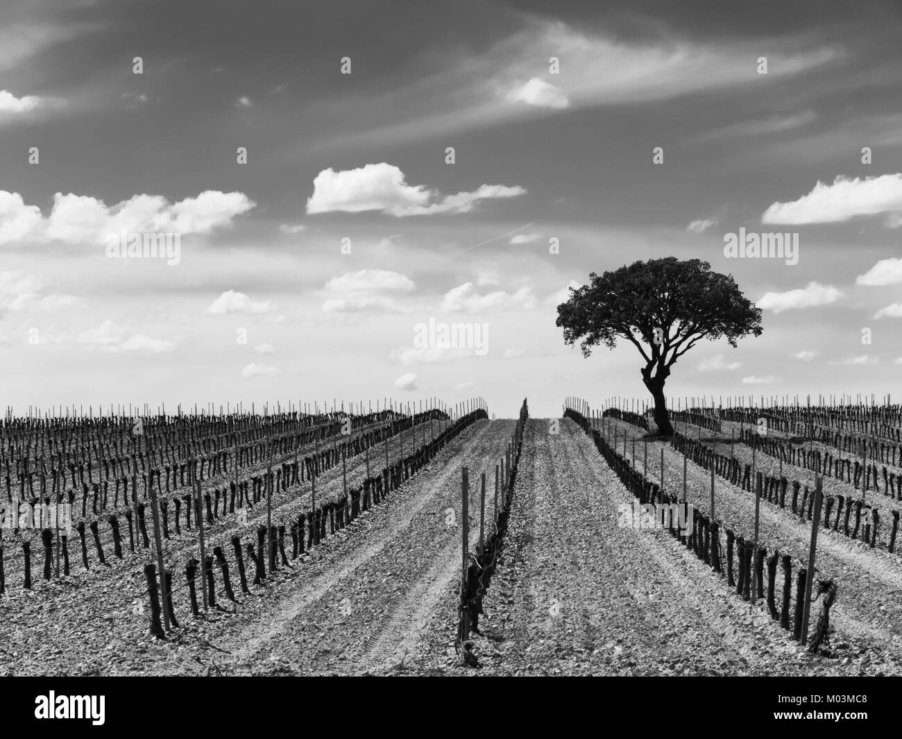 Vignoble en noir et blanc, avec un seul arbre un un ciel nuageux Banque D'Images