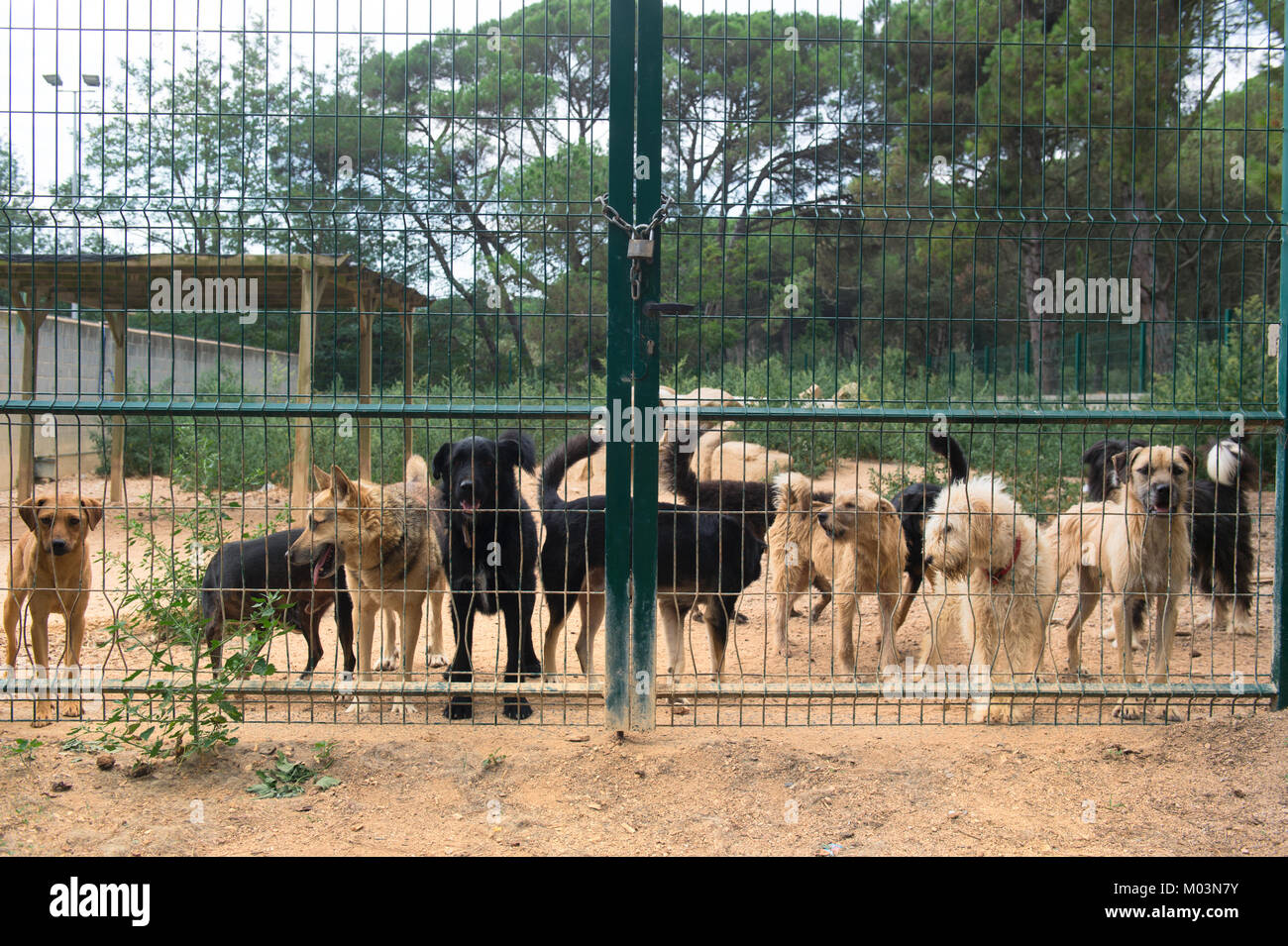 Abri chien avec les chiens derrière la clôture Banque D'Images