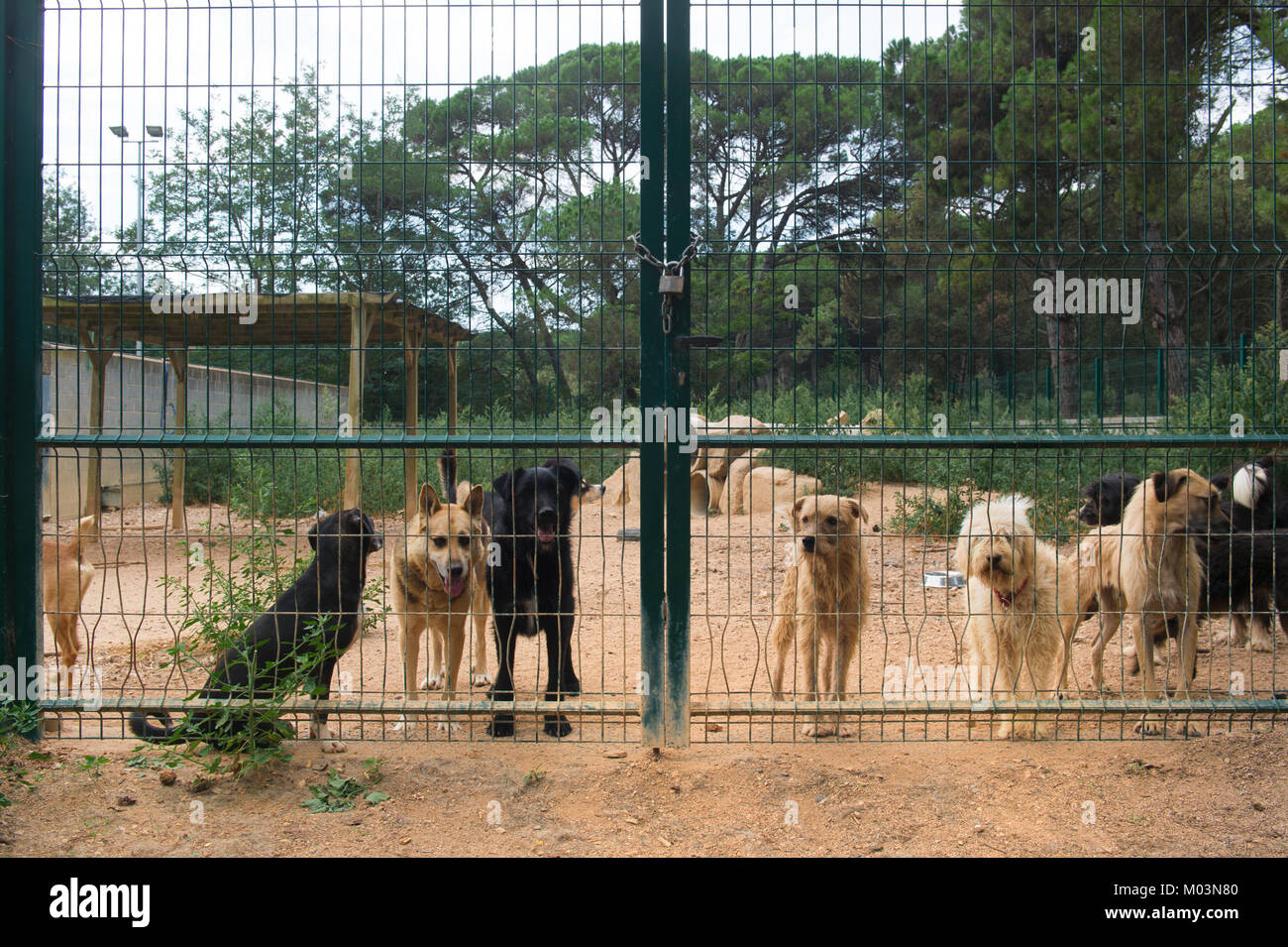 Abri chien avec les chiens derrière la clôture Banque D'Images