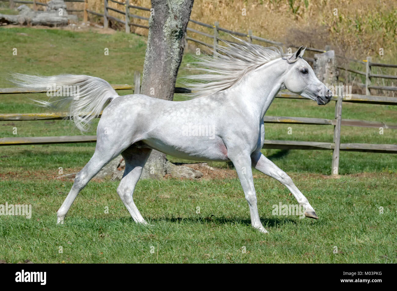 L'exécution en pleine propagation étendue y stride avec crinière et la queue battant, side view of beautiful white Arabian stallion dans motion. Banque D'Images