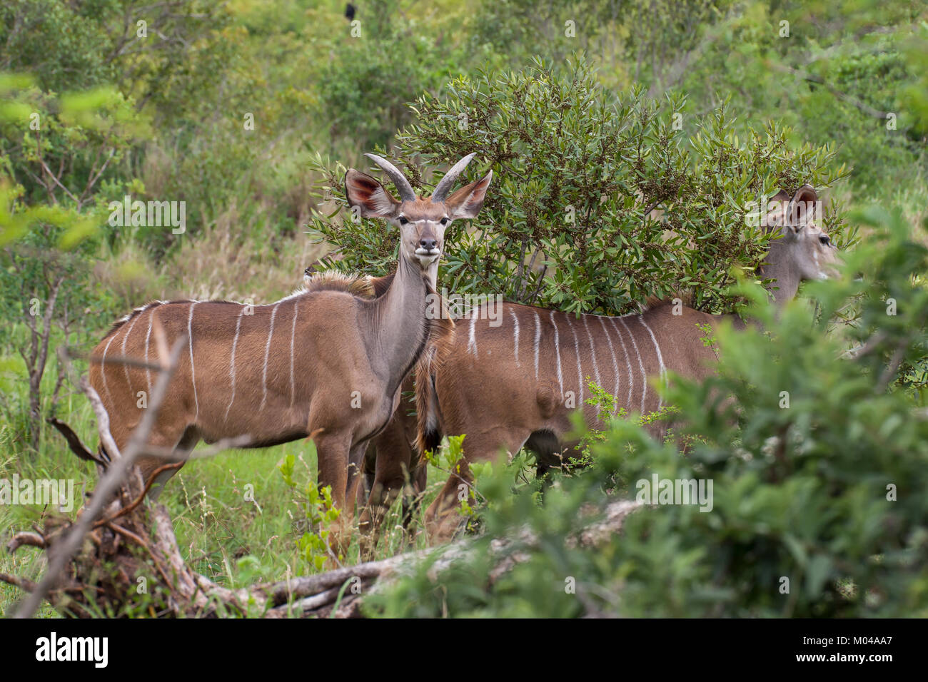 Le Parc National Kruger, Mpumalanga, Afrique du Sud Banque D'Images