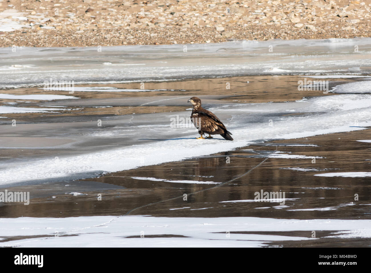 Jeune Pygargue à tête blanche posée sur les eaux glacées du fleuve Mississippi à Rock Island, IL Banque D'Images