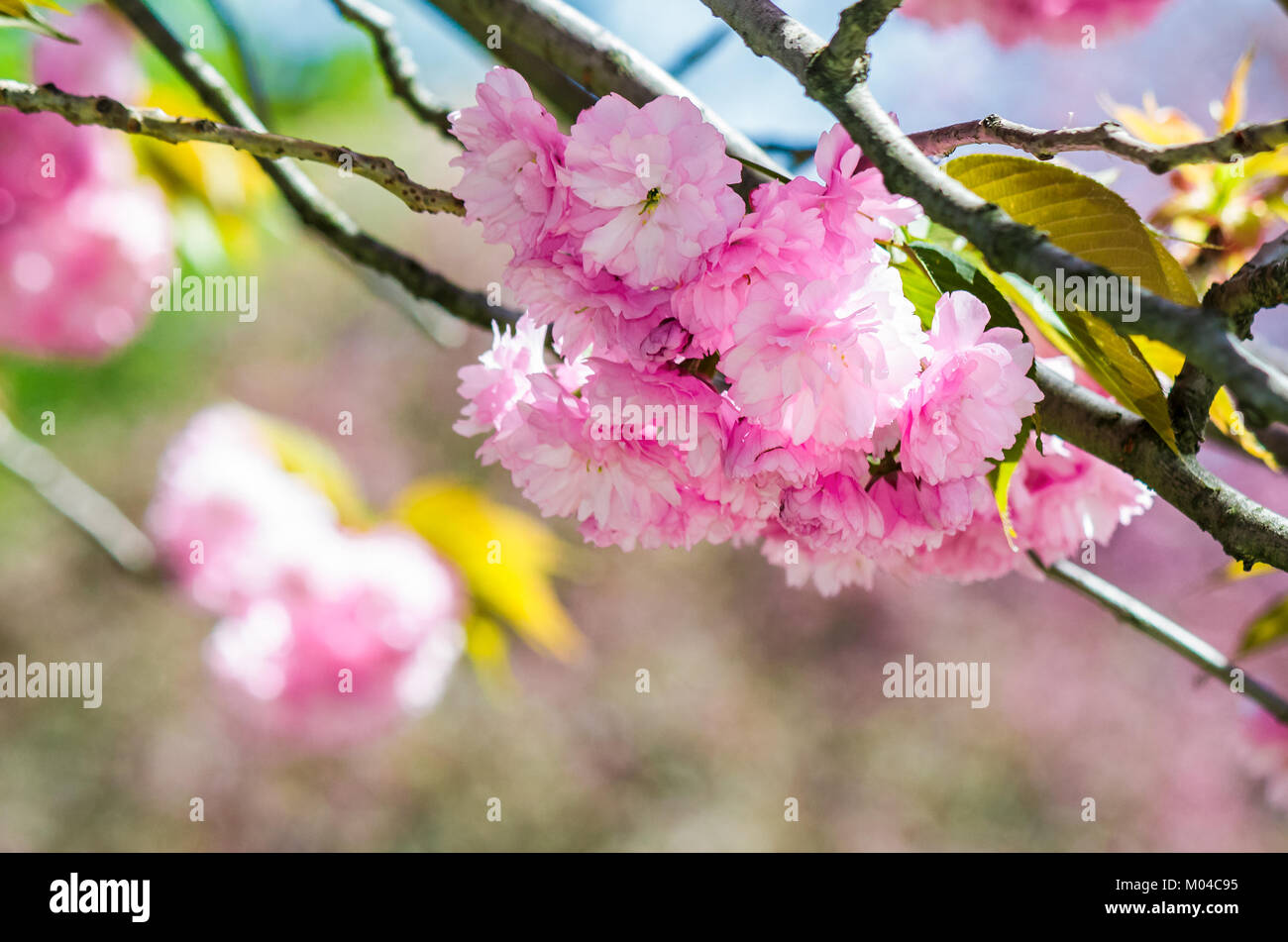 Libre de fleurs roses avec une faible profondeur de champ sur les branches de sakura japonais a fleuri au printemps vert jardin arrière-plan flou Banque D'Images