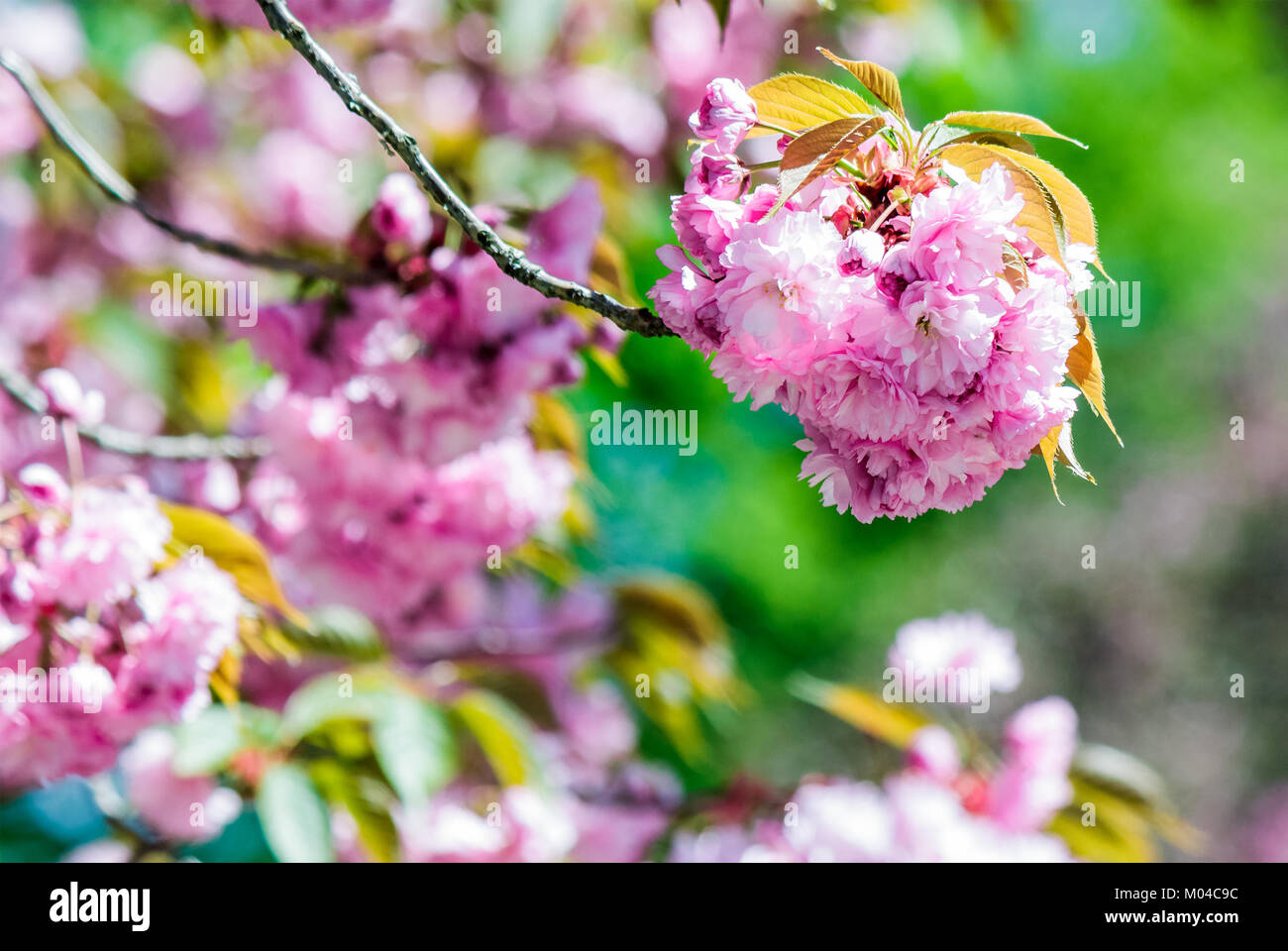 Libre de fleurs roses avec une faible profondeur de champ sur les branches de sakura japonais a fleuri au printemps vert jardin arrière-plan flou Banque D'Images