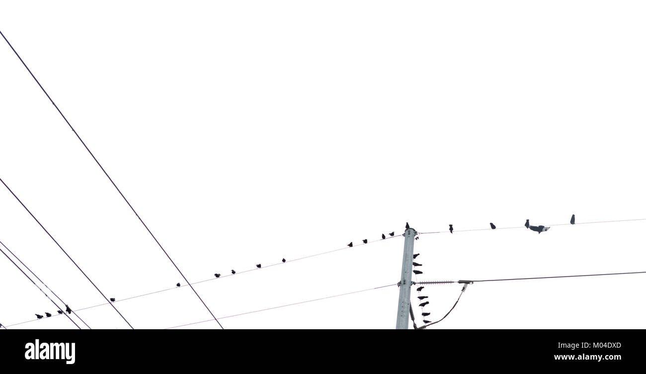 Image horizontale de plusieurs oiseaux assis sur de multiples fils de téléphone Banque D'Images