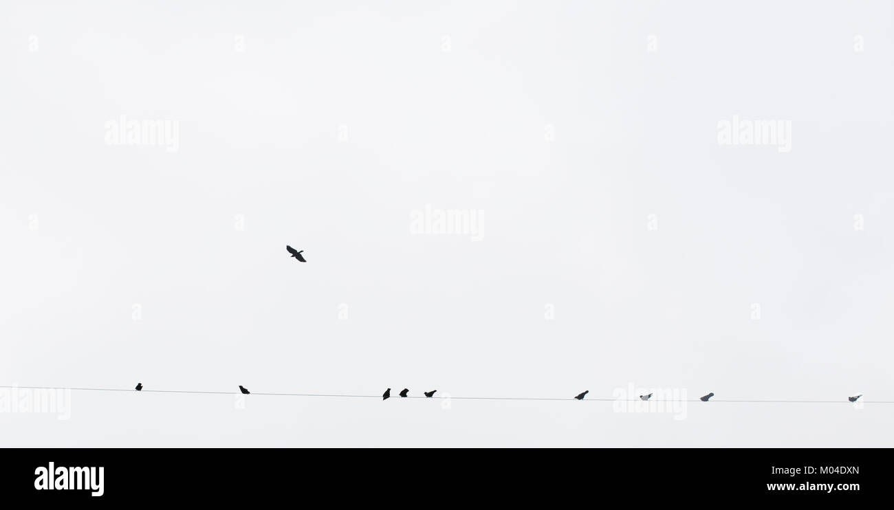 Horizontal image de beaucoup d'oiseaux sur un fil de téléphone Banque D'Images Horizontal image de beaucoup d'oiseaux sur un fil de téléphone Banque D'Images