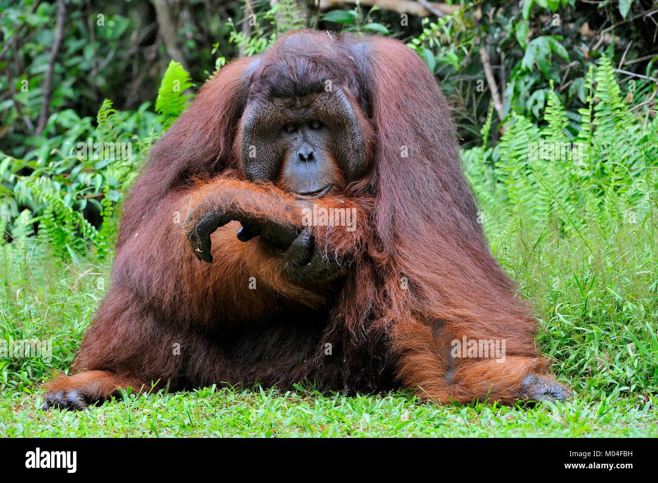 Le mâle adulte de l'orang-outan (Pongo pygmaeus). Banque D'Images