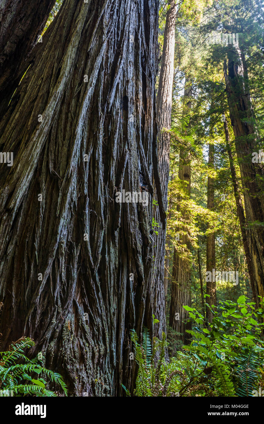 À la recherche jusqu'à un grand arbre Séquoia. Redwood National Park, Californie, USA. Banque D'Images