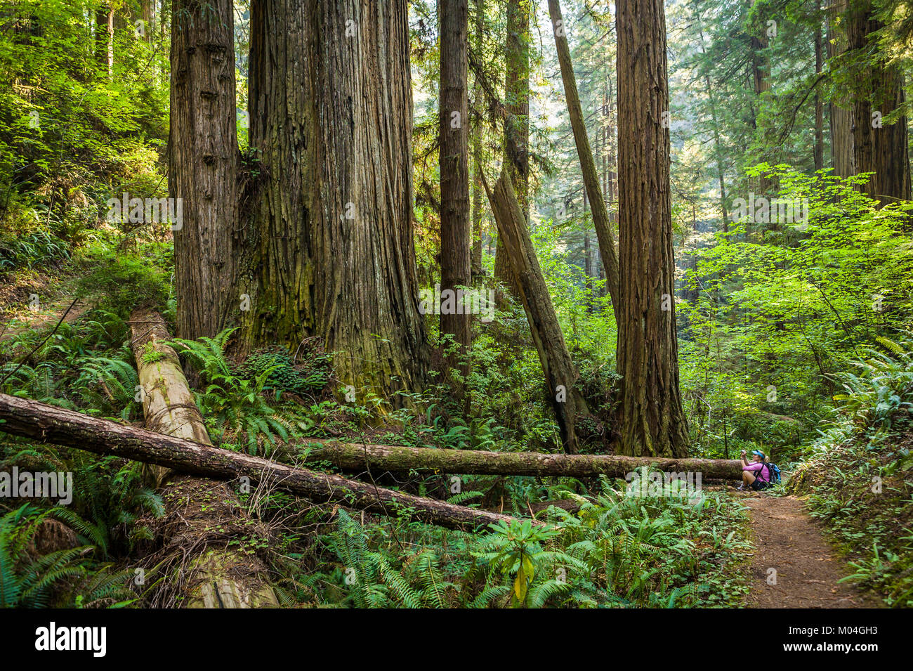 Une femme assise sur la piste de prendre une photo d'un énorme groupe d'arbres, séquoias Redwood National Park, California, USA. Banque D'Images