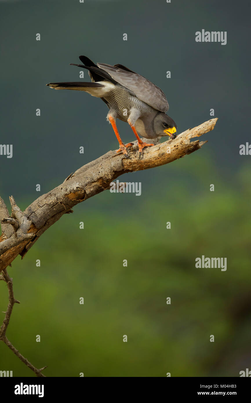 Chant pâle autour des palombes (Melierax canorus) nettoyage son bec sur un membre de l'arbre, la réserve nationale de Samburu, Kenya Banque D'Images