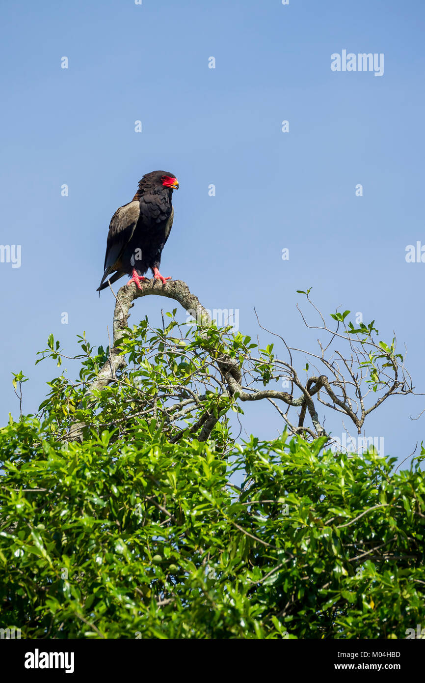 Bateleur (Terathopius ecaudatus) perché dans un arbre, Masai Mara National Reserve, Kenya Banque D'Images