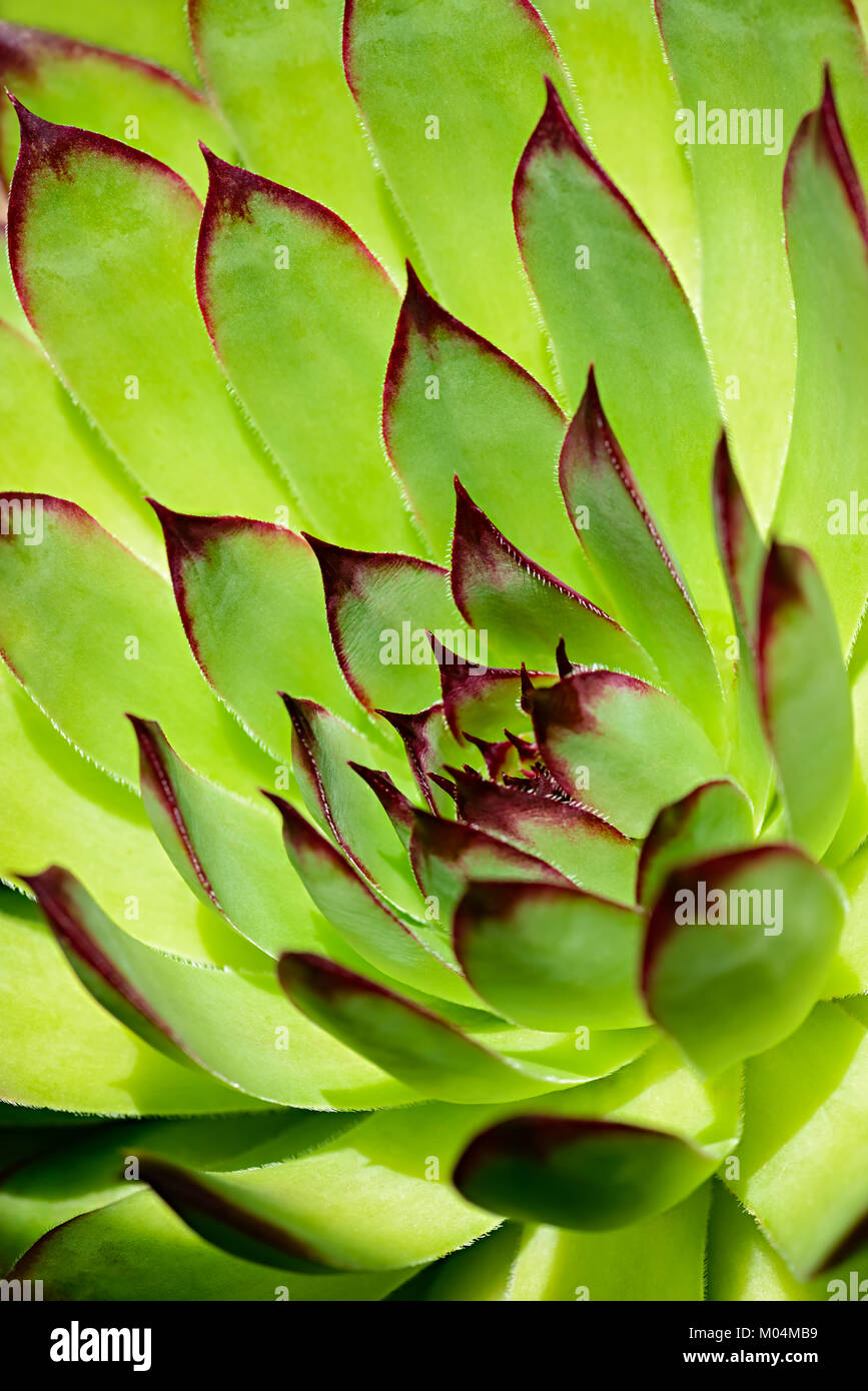 Close up d'un ornement formant des rosettes vert gras succulentes Sempervivum tectorum, usine, également nommé "poule et poussins" houseleeks ou liveforever Banque D'Images