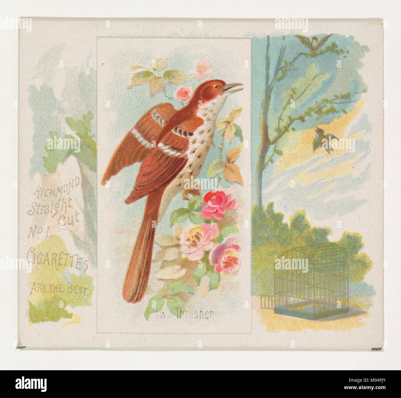 Le Brown Thrasher est présenté dans la série "Song Birds of the World" par Allen & Ginter cigarettes. Cet oiseau est connu pour son plumage vibrant et son chant mélodieux, commun en Amérique du Nord. Banque D'Images