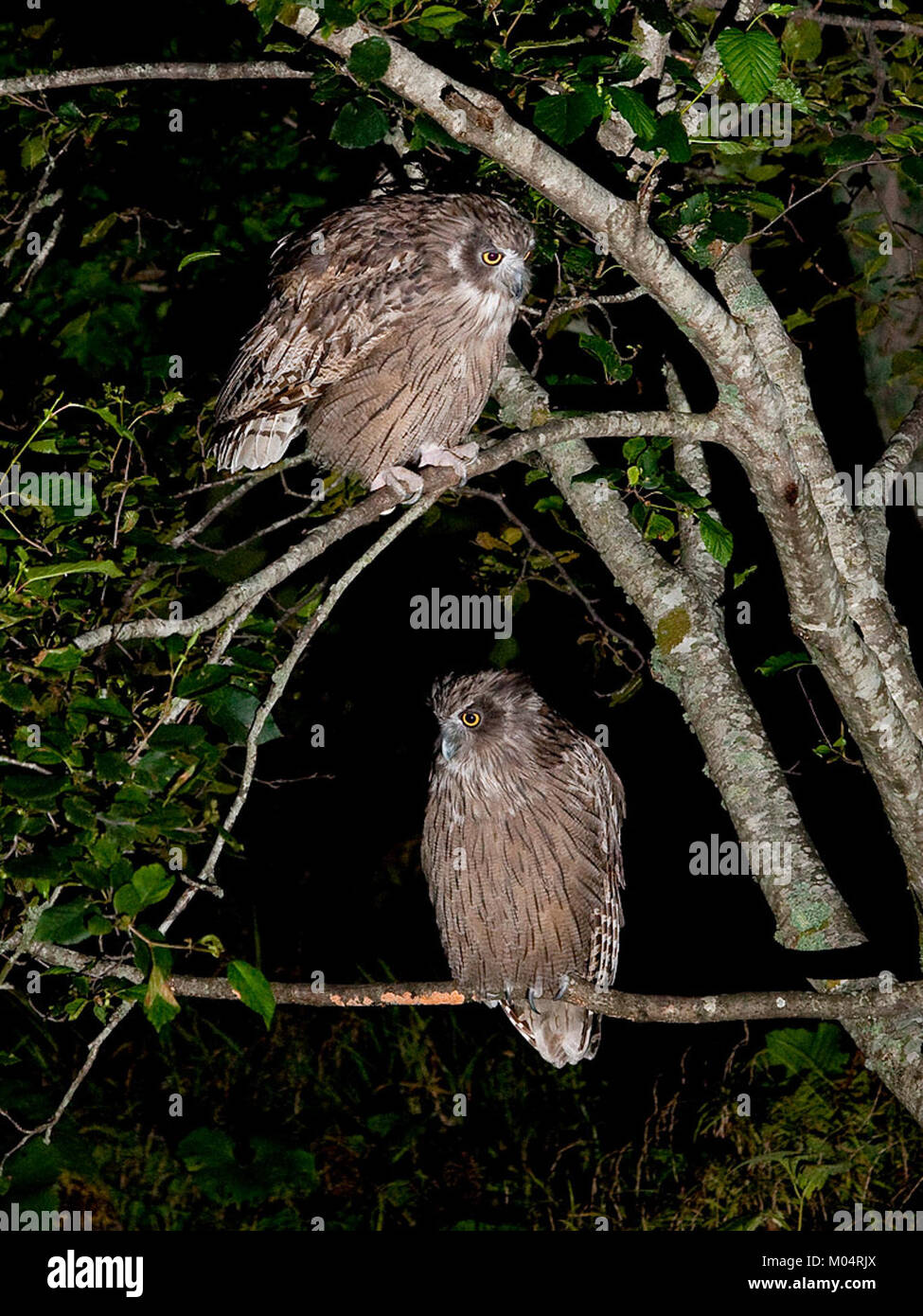 Bubo blakistoni, connu sous le nom de hibou de poisson de Blakiston, est une grande espèce de hibou trouvée en Asie de l'est. Il est remarquable pour sa taille et son état de conservation, car il est considéré comme vulnérable en raison de la perte de son habitat. Banque D'Images