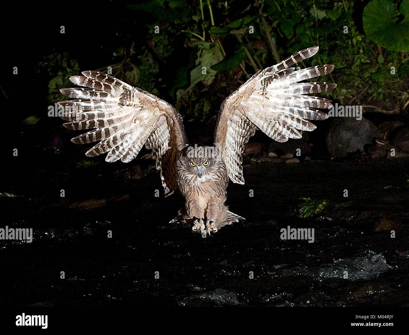 Bubo blakistoni, également connu sous le nom de hibou de poisson de Blakiston, est un grand oiseau prédateur trouvé en Asie de l'est. Cette espèce est connue pour chasser en milieu aquatique, principalement sur les poissons et autres petits animaux. Banque D'Images
