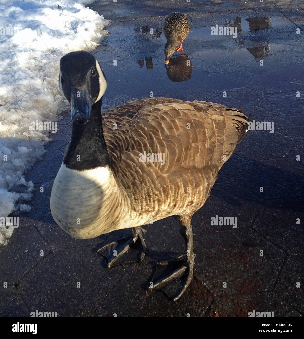 Une OIE du Canada observée à New York en 2015 souligne l’adaptation urbaine de cet oiseau migrateur. Les bernaches du Canada sont connues pour prospérer dans divers habitats, y compris les villes et les parcs. Banque D'Images