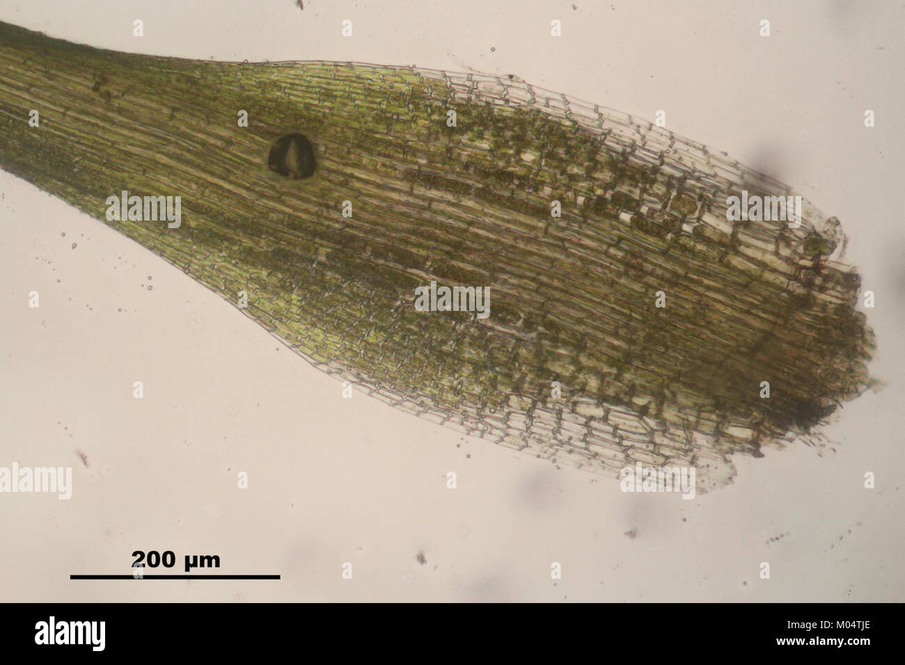 L'image montre un spécimen de Campylopus pyriformis, une espèce de mousse, capturé dans une photographie détaillée. Cette mousse est connue pour sa forme distinctive et son habitat préféré dans les régions tempérées. Banque D'Images