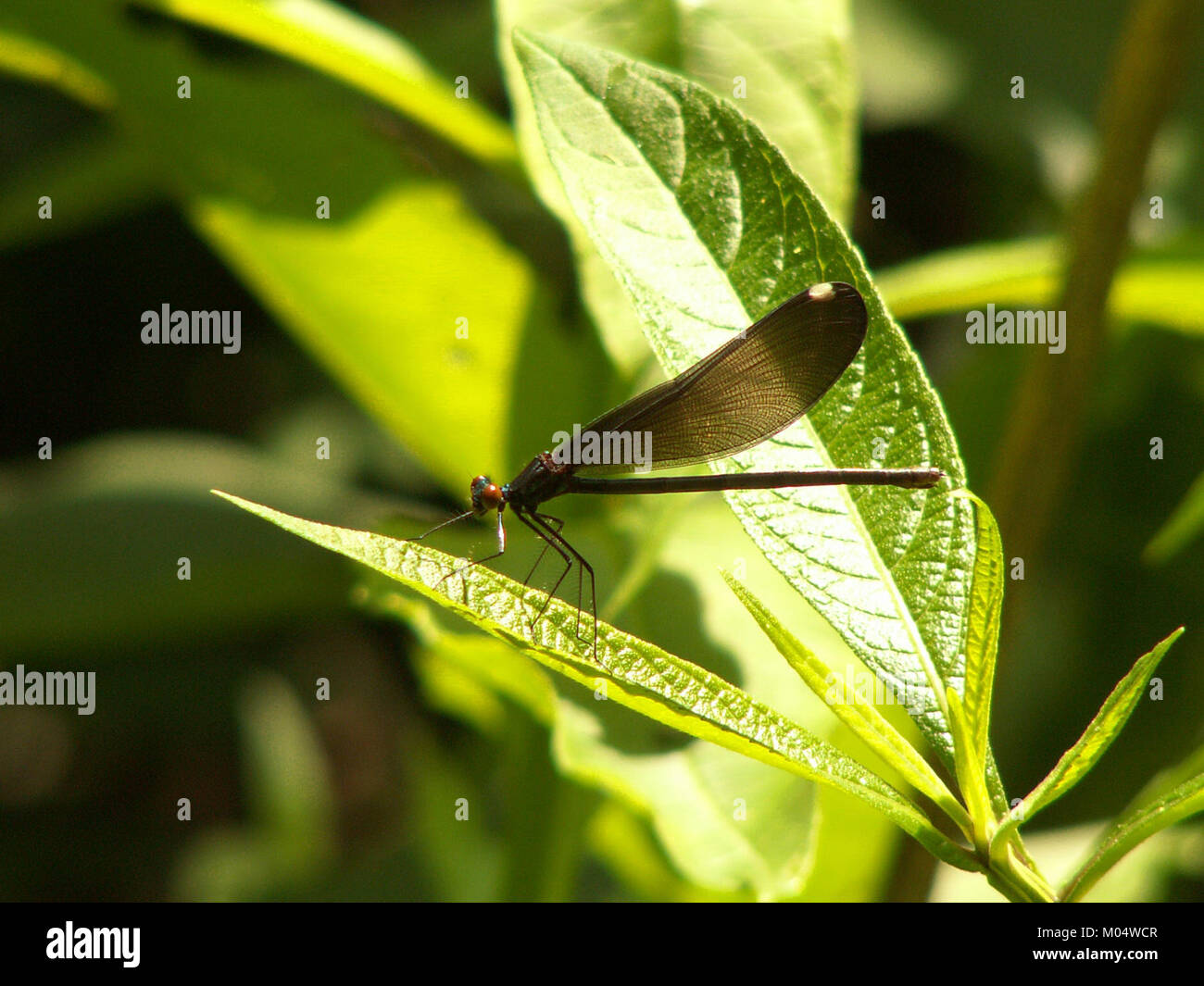 Cette image capture Calopteryx maculata, communément appelée la damoiselle en ébène, repérée sur Salamander Trail en juin 2015. La photographie met en évidence la coloration vive et les caractéristiques délicates de cette espèce. Banque D'Images