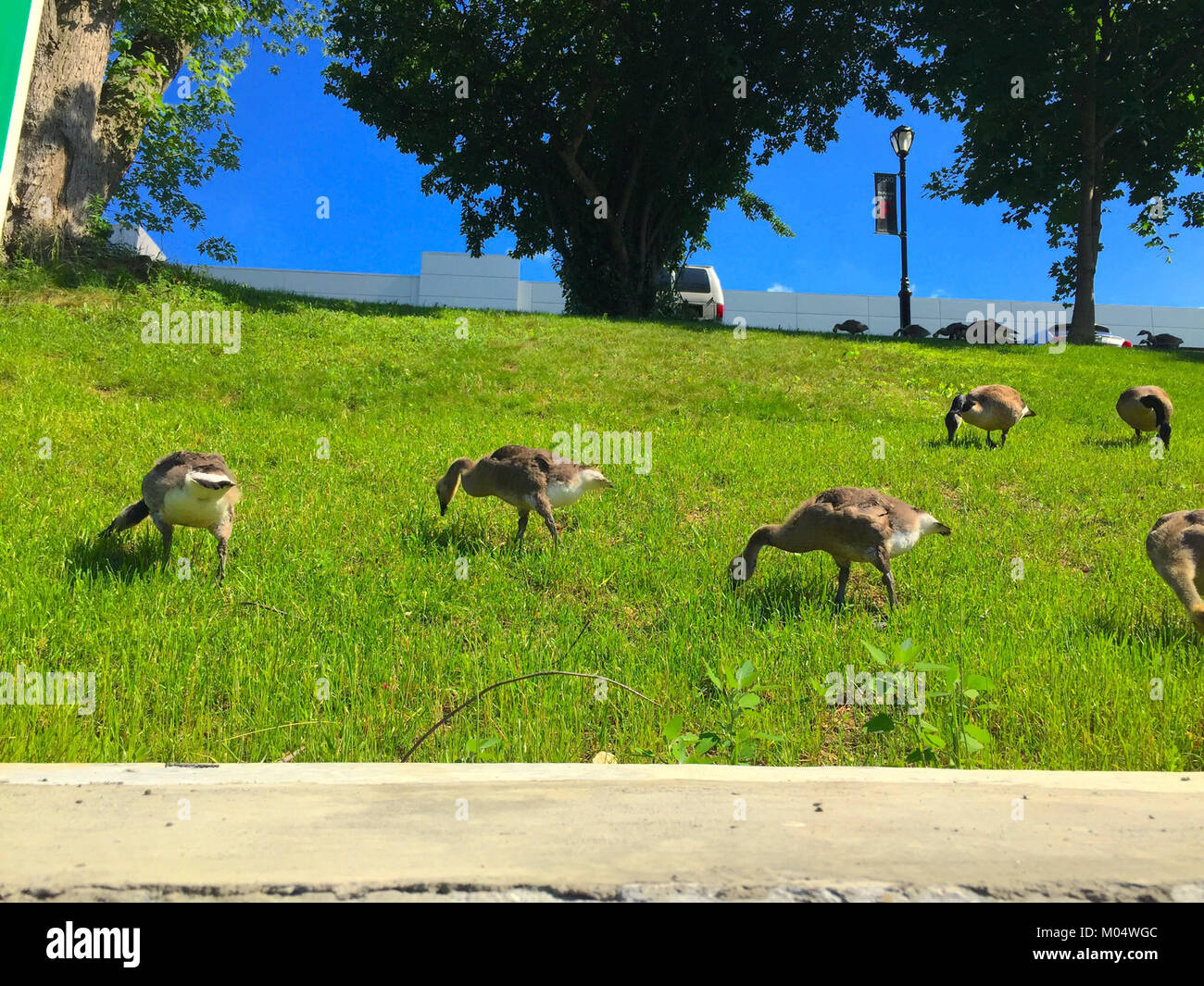 Bernaches du Canada dans la région des East Hills, connues pour leurs habitudes migratoires et leur présence dans la faune nord-américaine. Cette image met en valeur les oiseaux dans leur environnement naturel. Banque D'Images