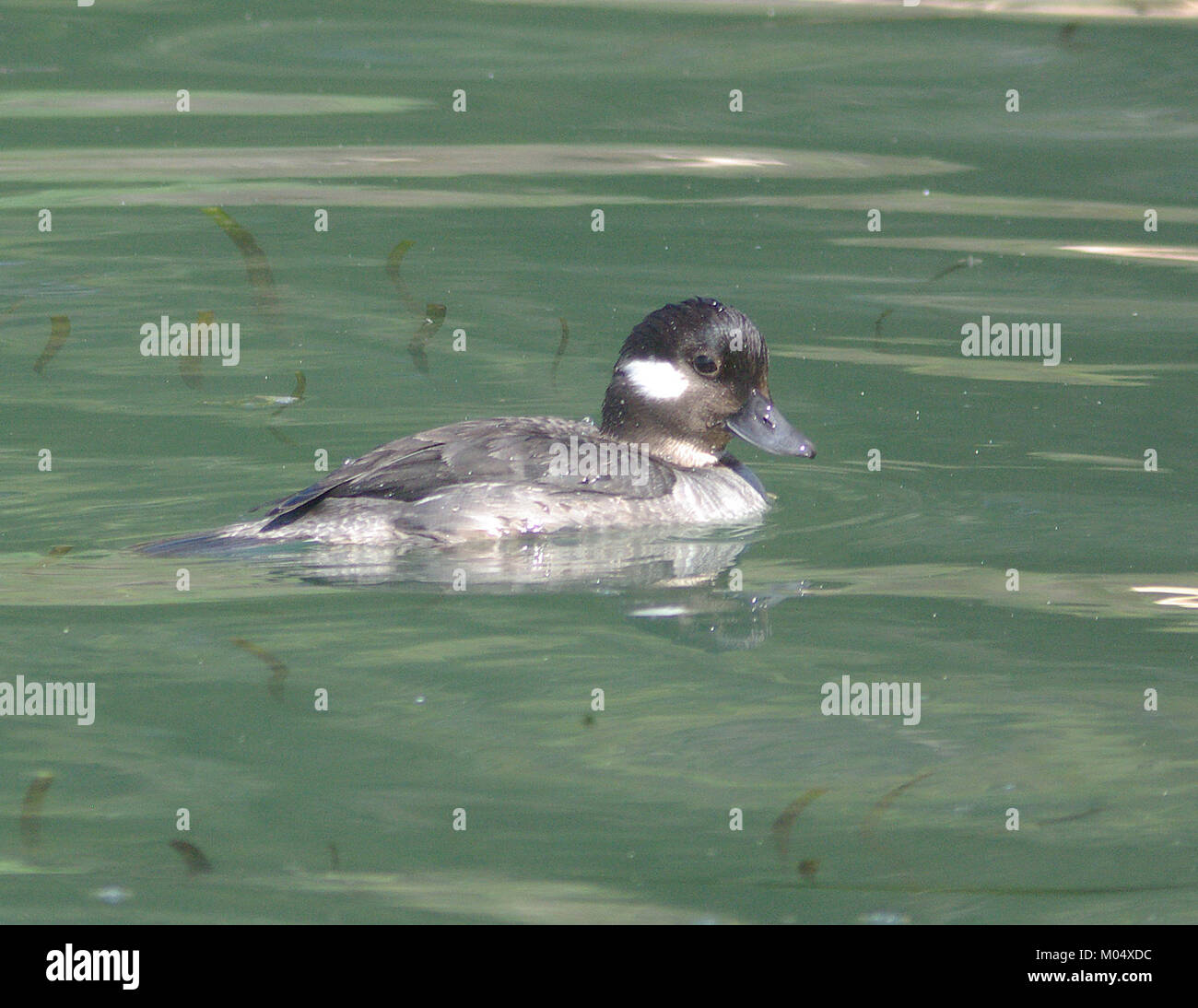 Cette image capture une femelle Bufflehead, une espèce de canard, connue pour son plumage noir et blanc distinctif et sa petite taille. L'oiseau est souvent trouvé en Amérique du Nord pendant les périodes de migration. Banque D'Images