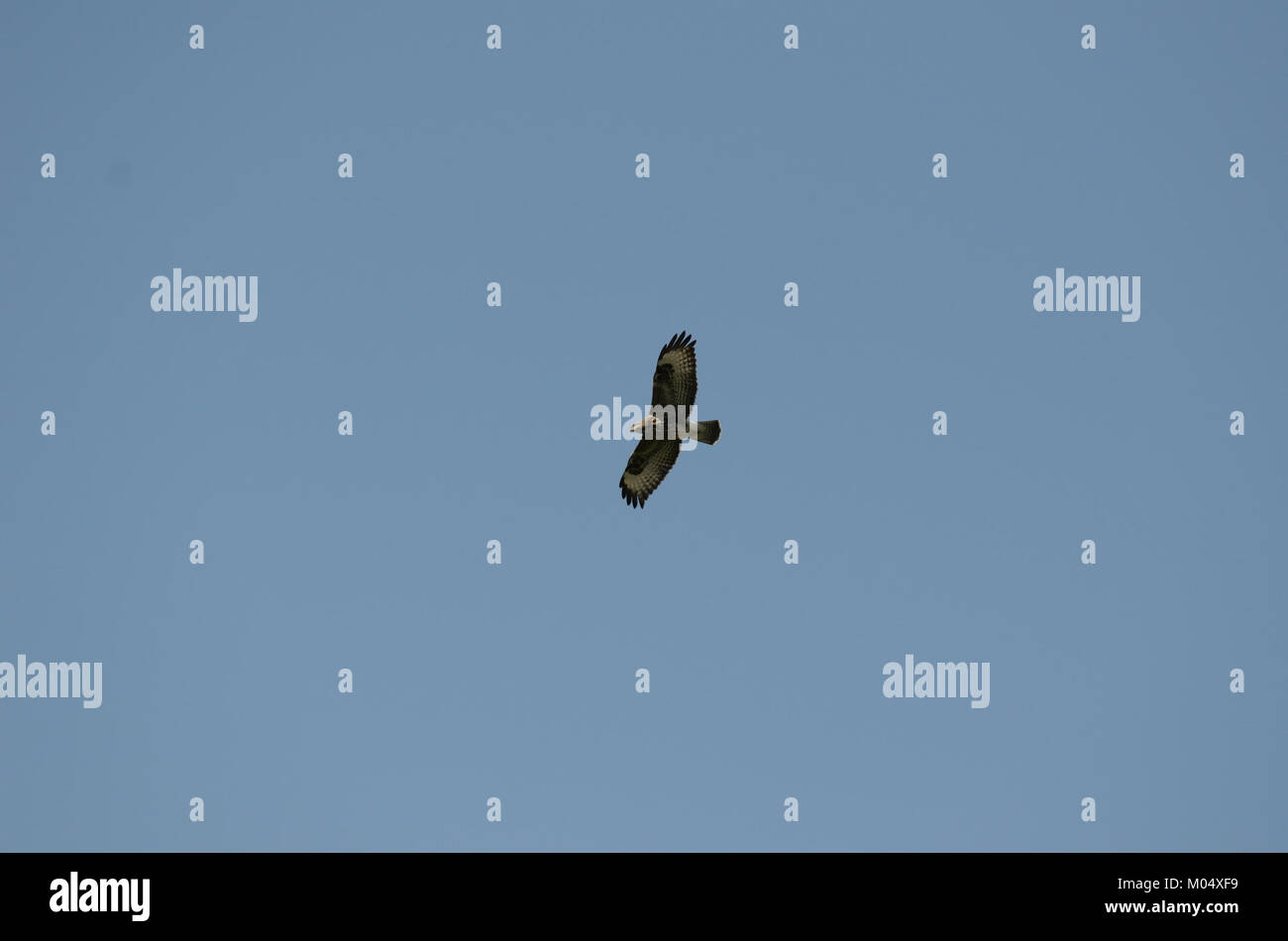 Buteo buteo, communément connu sous le nom de Buzzard commun, est un oiseau de proie trouvé en Europe et dans certaines parties de l'Asie. Il est connu pour sa large envergure et ses techniques de chasse distinctives, ce qui en fait une espèce notable dans la communauté des rapaces. Banque D'Images